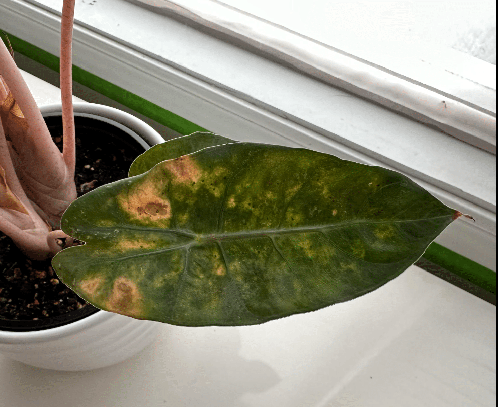 Alocasia pink dragon yellow spots